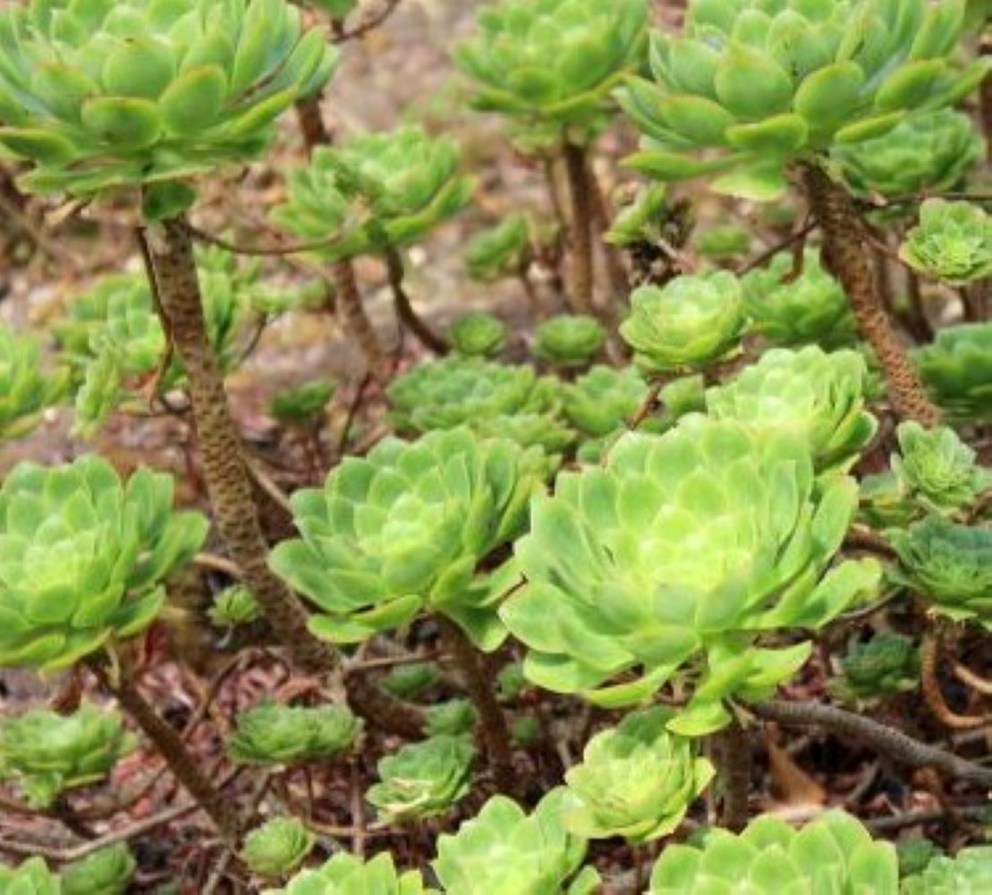 AEONIUM LANCEROTTENSE - UNUSUAL EXOTIC SUCCULENT - 30 HIGH QUALITY SEEDS