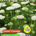 AMMI VISNAGA - BISHOP'S FLOWER - 4550 FLOWER SEEDS - FULLY COMPOSTABLE PACKAGING