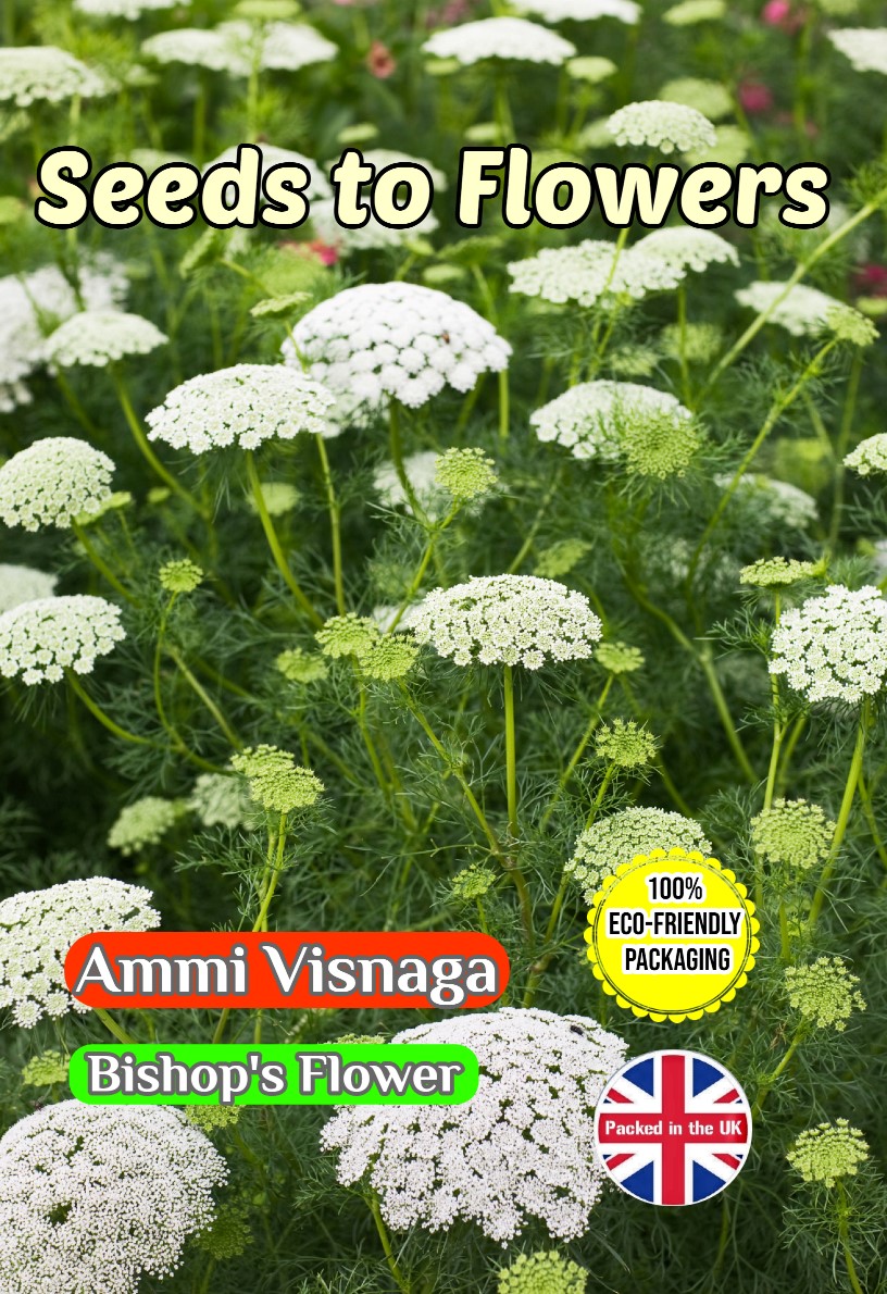 AMMI VISNAGA - BISHOP'S FLOWER - 4550 FLOWER SEEDS - FULLY COMPOSTABLE PACKAGING