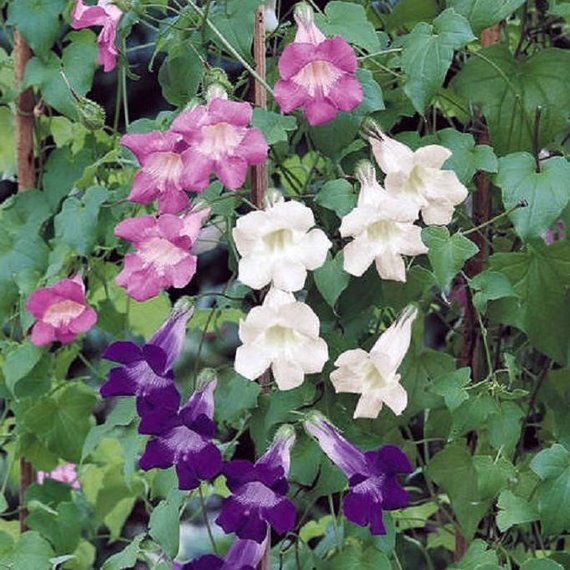 ASARINA SCADENS - MIXED - ANNUAL CLIMBER - 15 BEST QUALITY FLOWER SEEDS