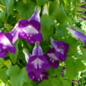 ASARINA SCADENS - VIOLET - ANNUAL CLIMBER - 15 BEST QUALITY FLOWER SEEDS