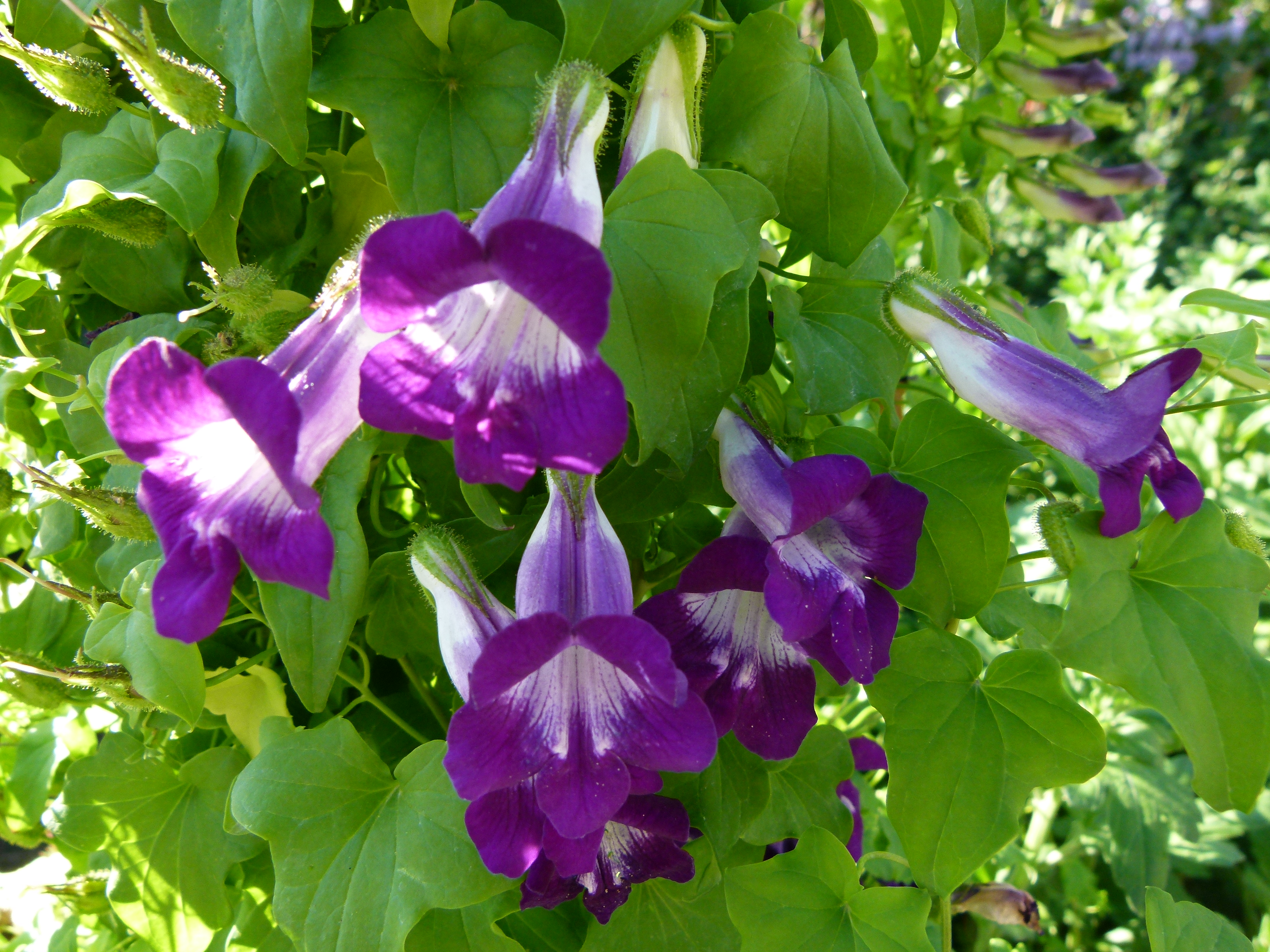 ASARINA SCADENS - VIOLET - ANNUAL CLIMBER - 15 BEST QUALITY FLOWER SEEDS