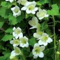 ASARINA SCADENS - WHITE - ANNUAL CLIMBER - 15 BEST QUALITY FLOWER SEEDS