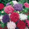 ASTER COMET MIXED - CALLIPHTERUS CHINENSIS - TALL - 900 QUALITY FLOWER SEEDS