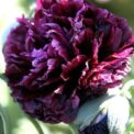BLACK POPPY - PAEONY - PAPAVER PAEONIFLORUM - 2400, 7200, 16800 SEED PACKET