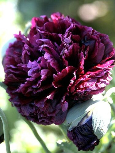 BLACK POPPY - PAEONY - PAPAVER PAEONIFLORUM - 2400, 7200, 16800 SEED PACKET