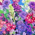 THROW AND GROW SUMMER FLOWERS - BLUE SHADES - 2G (3 SQ.M) FLOWER SEEDS /137F