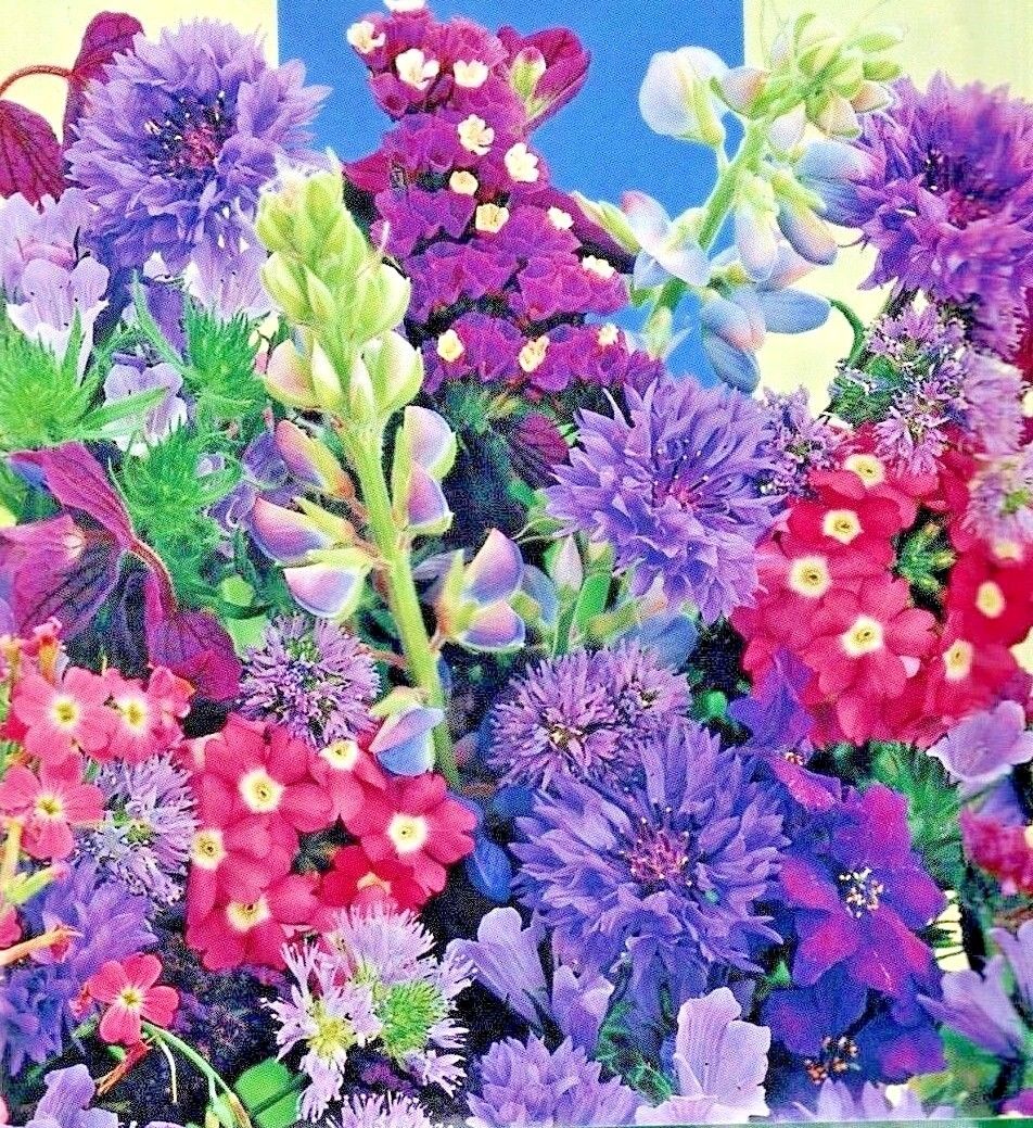 THROW AND GROW SUMMER FLOWERS - BLUE SHADES - 2G (3 SQ.M) FLOWER SEEDS /137F