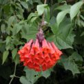 BOMAREA MULTIFLORA - COLOMBIAN CLIMBING LILY - 5 HIGH QUALITY SEEDS