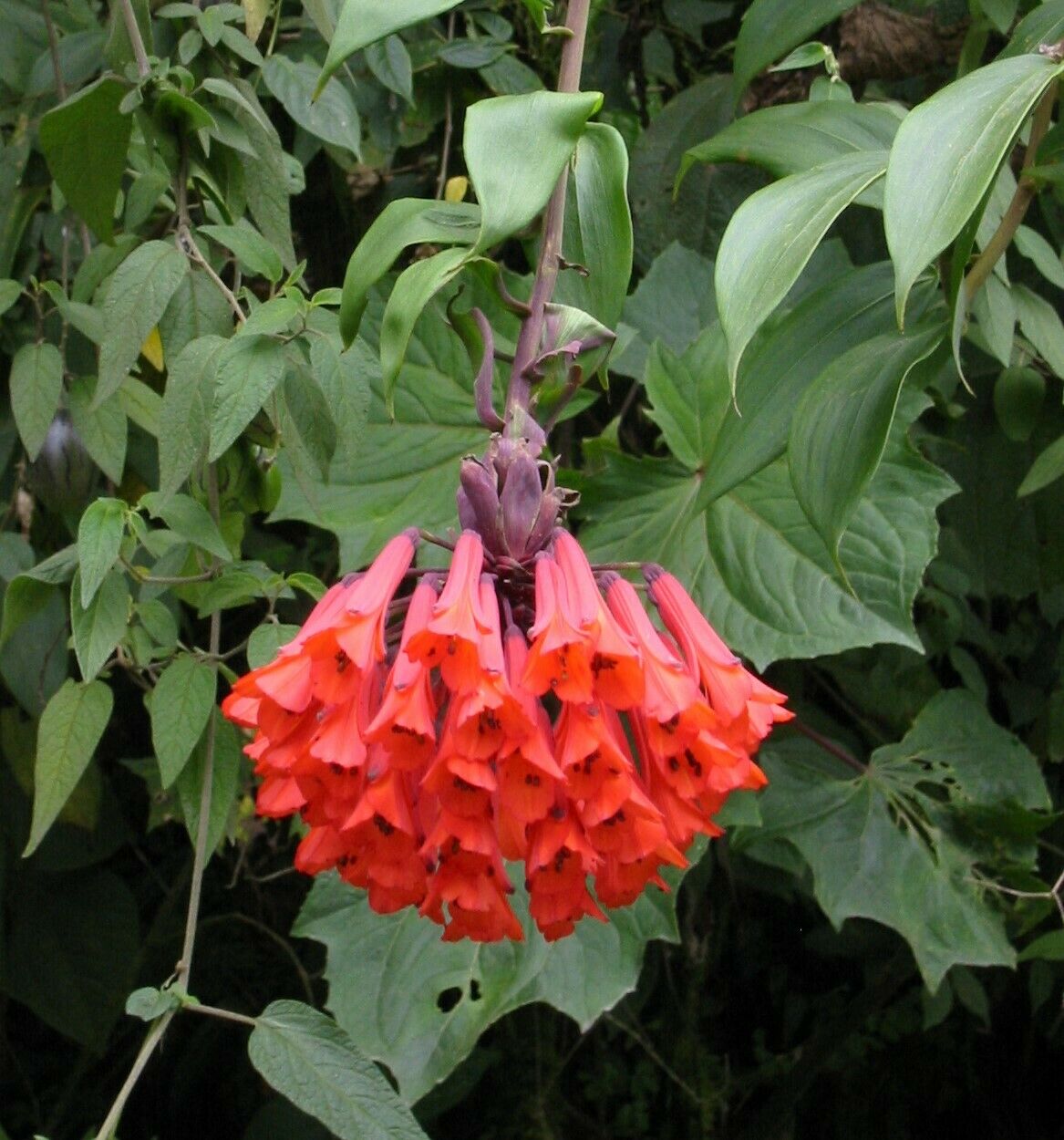 BOMAREA MULTIFLORA - COLOMBIAN CLIMBING LILY - 5 HIGH QUALITY SEEDS