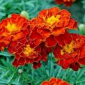 FRENCH MARIGOLD -SPANISH BROCADE - TAGETES DOUBLE - 720 OR 1080 SEED PACK OF BEST FLOWER SEEDS