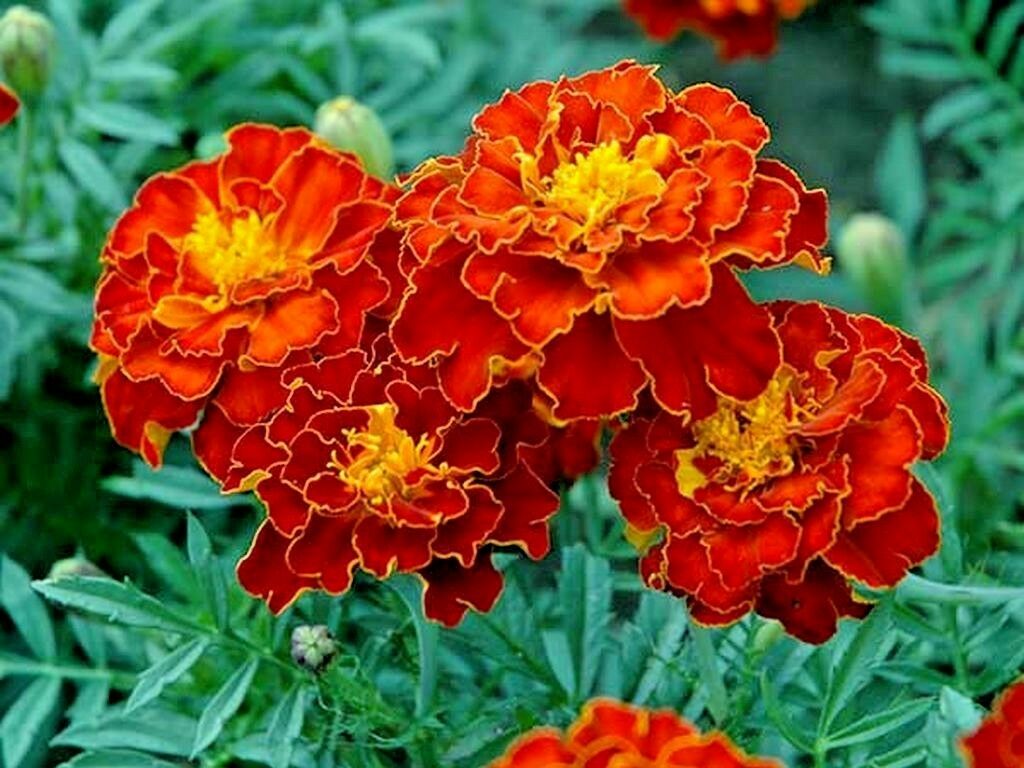 FRENCH MARIGOLD -SPANISH BROCADE - TAGETES DOUBLE - 720 OR 1080 SEED PACK OF BEST FLOWER SEEDS