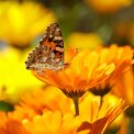 CALENDULA - RADIO DOUBLE FLOWERED CALENDULA OFFICINALIS - 150 FLOWER SEEDS /119F