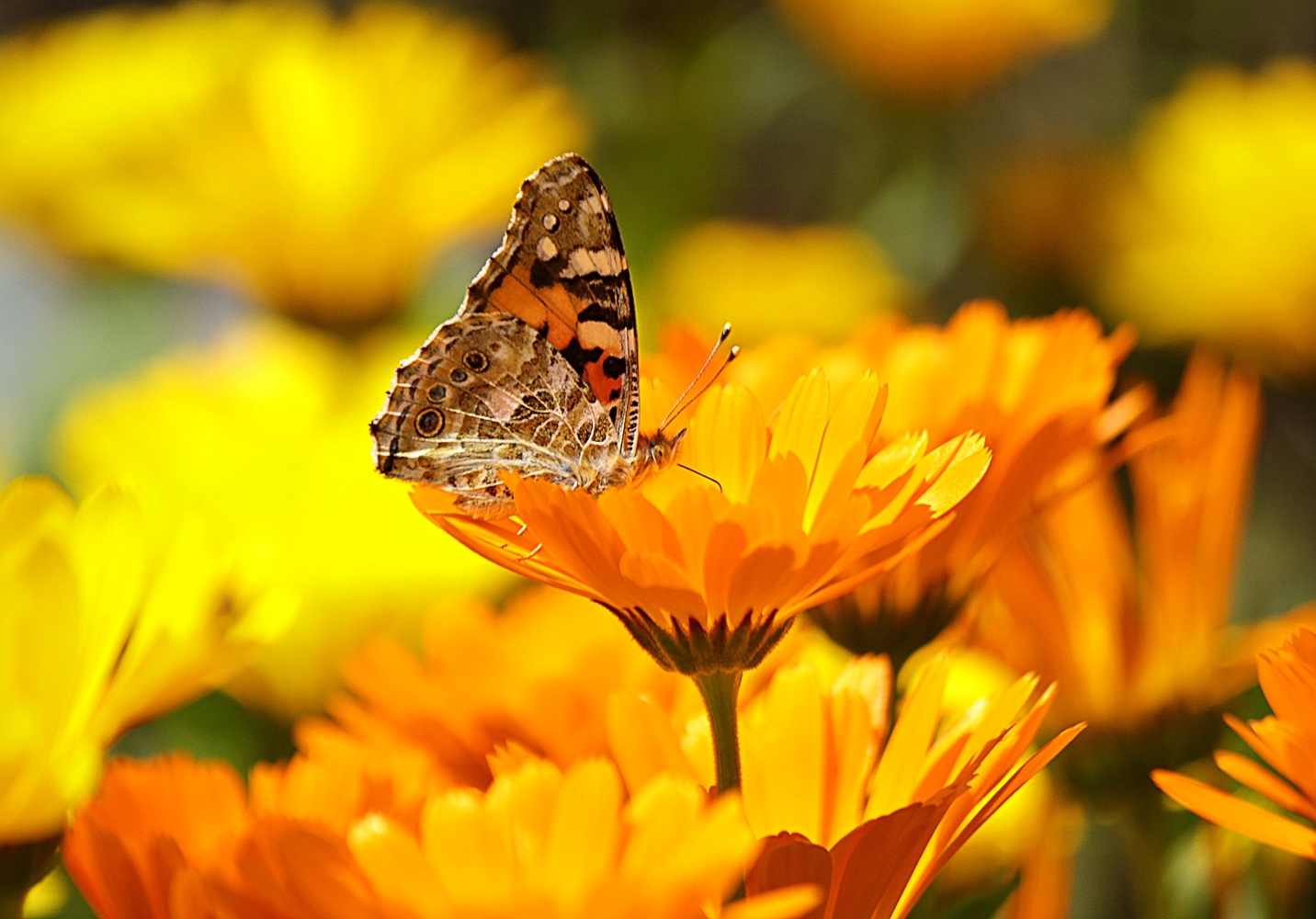 CALENDULA - RADIO DOUBLE FLOWERED CALENDULA OFFICINALIS - 150 FLOWER SEEDS /119F
