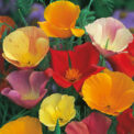 CALIFORNIAN POPPY -ESCHSCHOLZIA CALIFORNICA - SINGLE MIXED - 1300 FLOWER SEEDS