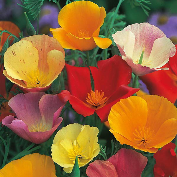 CALIFORNIAN POPPY -ESCHSCHOLZIA CALIFORNICA - SINGLE MIXED - 1300 FLOWER SEEDS