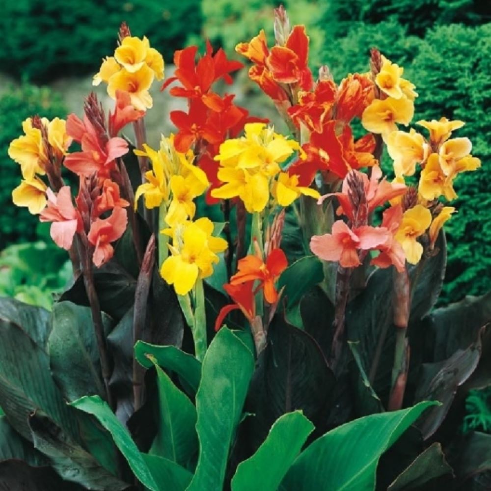 CANNA - INDICA - LARGE FLOWERED PERENNIAL EXOTIC PLANT - 5 12 20 50 SEED PACKET