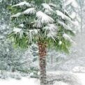 CHUSAN PALM - WINDMILL PALM - TRACHYCARPUS FORTUNEI - HARDY - 10 QUALITY SEEDS