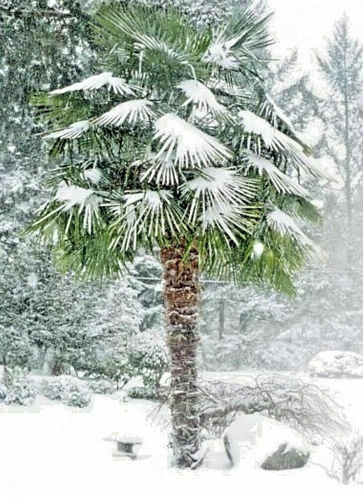 CHUSAN PALM - WINDMILL PALM - TRACHYCARPUS FORTUNEI - HARDY - 10 QUALITY SEEDS