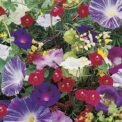 SPECIAL MIX OF ANNUAL CLIMBING PLANTS - APPROX 2g - HIGH QUALITY FLOWER SEEDS