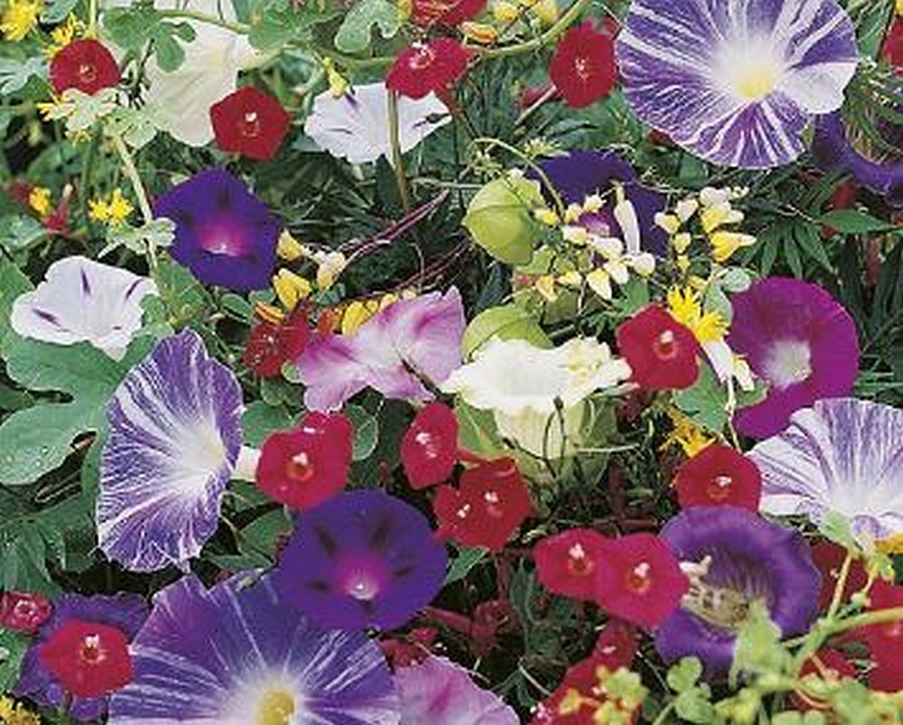 SPECIAL MIX OF ANNUAL CLIMBING PLANTS - APPROX 2g - HIGH QUALITY FLOWER SEEDS