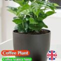 COFFEE SEEDS - COFFEA ARABICA NANA - TROPICAL HOUSE PLANT -18 TO 192 SEED PACKET