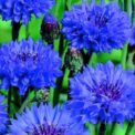 CORNFLOWER - TALL DOUBLE BALL BLUE - CENTAUREA CYANUS - 440 ORGANIC SEEDS /120F