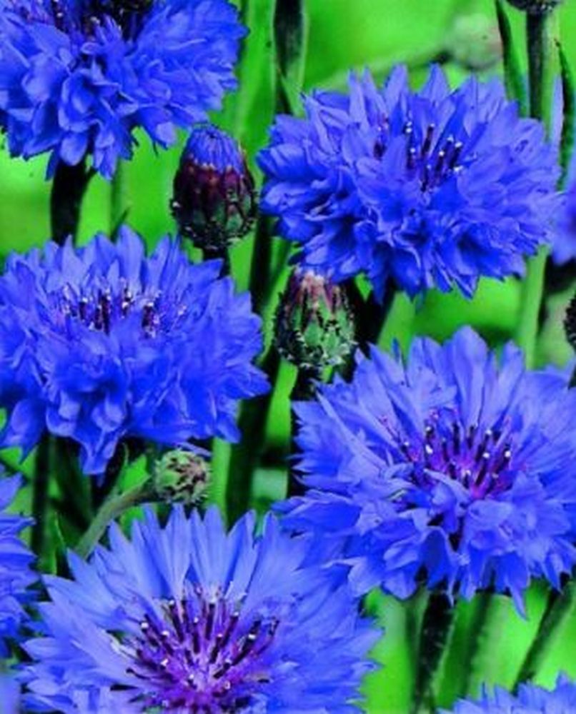 CORNFLOWER - TALL DOUBLE BALL BLUE - CENTAUREA CYANUS - 440 ORGANIC SEEDS /120F