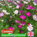 COSMOS - VEGA DWARF - EARLY MIXED - COSMOS BIPINNATUS - 300 FLOWER SEEDS
