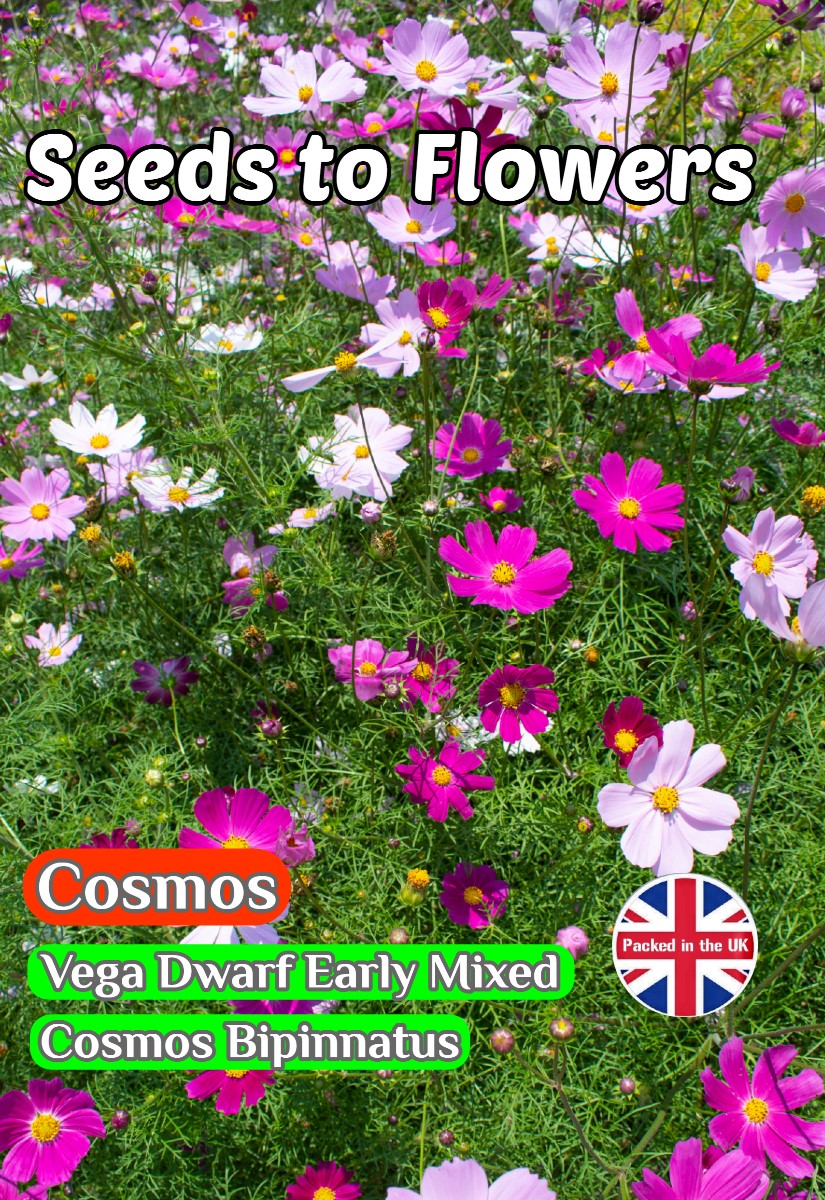 COSMOS - VEGA DWARF - EARLY MIXED - COSMOS BIPINNATUS - 300 FLOWER SEEDS