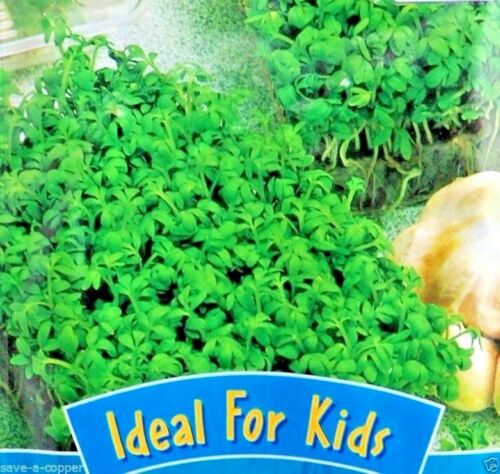 CRESS - CURLED - 1225 HIGH QUALITY VEGETABLE SEEDS - IDEAL FOR KIDS