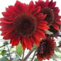 RED GIANT SUNFLOWER - CRIMSON QUEEN - 240 ORGANIC FLOWER SEEDS -LARGE PACK