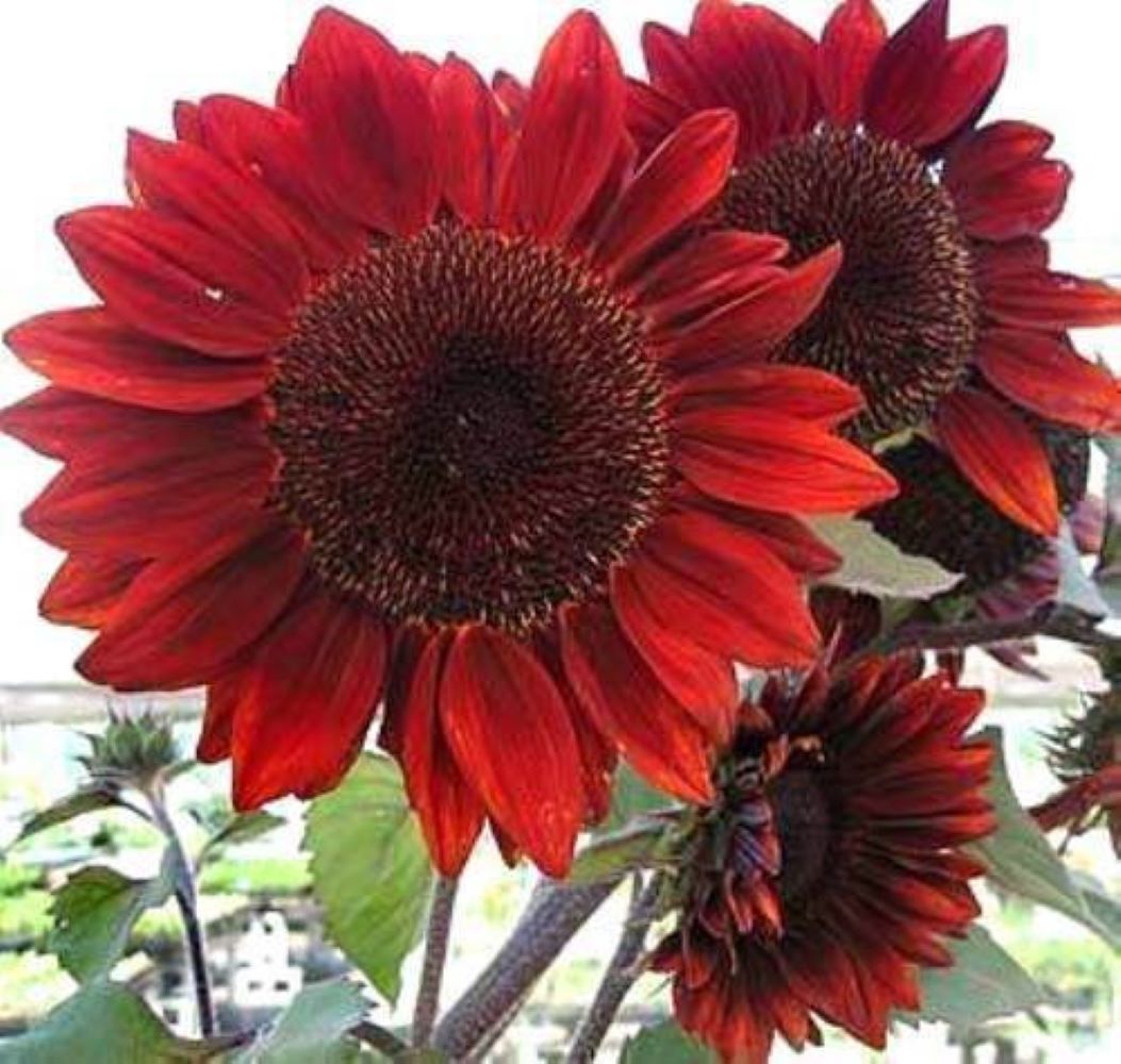 RED GIANT SUNFLOWER - CRIMSON QUEEN - 240 ORGANIC FLOWER SEEDS -LARGE PACK