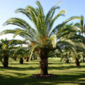 PHOENIX CANARIENSIS - CANARY ISLAND DATE PALM - TROPICAL PLANT - 12 BEST QUALITY SEEDS /LARGE VALUE PACK