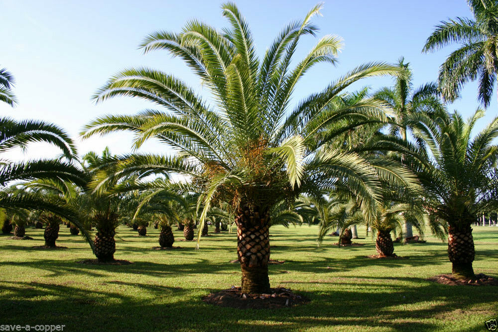 PHOENIX CANARIENSIS - CANARY ISLAND DATE PALM - TROPICAL PLANT - 12 BEST QUALITY SEEDS /LARGE VALUE PACK