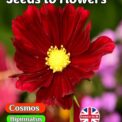 COSMOS BIPINNATUS SENSATION - DAZZLER - CRIMSON RED - 450 QUALITY FLOWER SEEDS