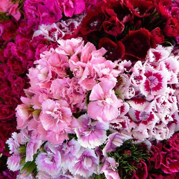 SWEET WILLIAM - HERALD OF SPRING - TALL SINGLE MIXED - 900 HIGH QUALITY SEEDS