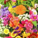 DWARF ANNUAL SUMMER FLOWERS MIXED - 10G (2.5SQM) HIGH QUALITY FLOWER SEEDS