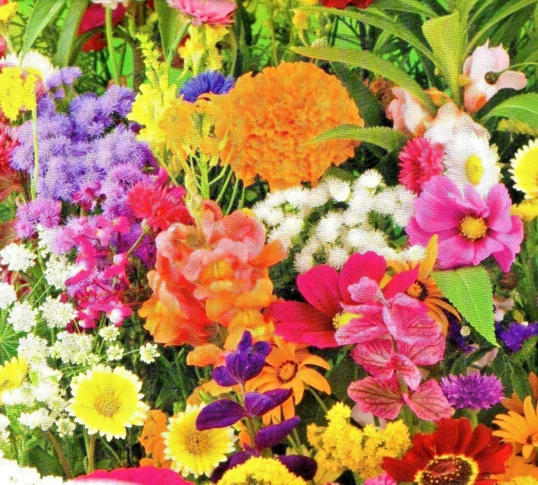 DWARF ANNUAL SUMMER FLOWERS MIXED - 10G (2.5SQM) HIGH QUALITY FLOWER SEEDS