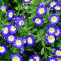 DWARF MORNING GLORY - DEEP BLUE - CONVOLVULUS MINOR - 100 FLOWER SEEDS /121F