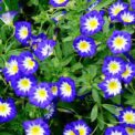 DWARF MORNING GLORY - DEEP BLUE - CONVOLVULUS MINOR - 100 FLOWER SEEDS /121F