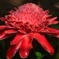 RED TORCH GINGER - ETLINGERA ELATIOR - EXOTIC PLANT - 10 HIGH QUALITY SEEDS