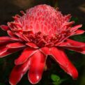RED TORCH GINGER - ETLINGERA ELATIOR - EXOTIC PLANT - 10 HIGH QUALITY SEEDS