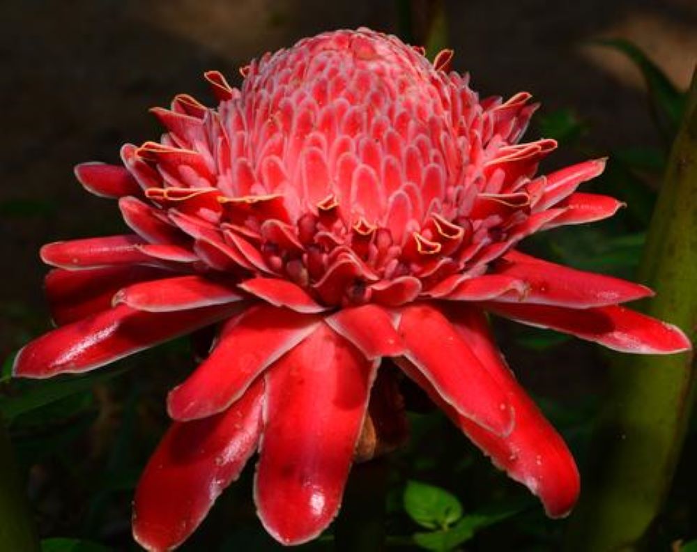 RED TORCH GINGER - ETLINGERA ELATIOR - EXOTIC PLANT - 10 HIGH QUALITY SEEDS