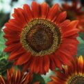 RED SUNFLOWER - EVENING SUN - HELIANTHUS ANNUUS - 80, 160 PACK OF HIGH QUALITY FLOWER SEEDS /148F