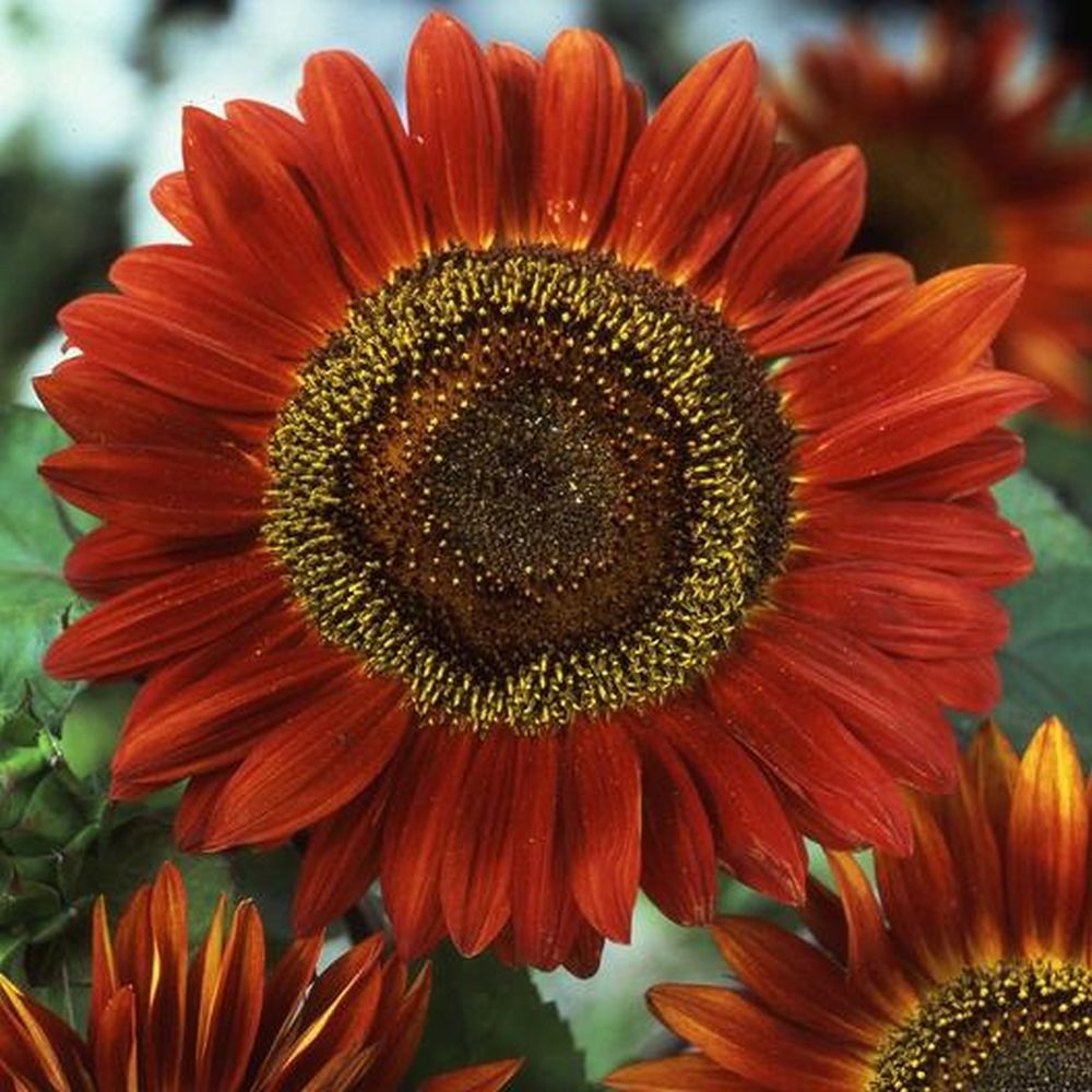RED SUNFLOWER - EVENING SUN - HELIANTHUS ANNUUS - 80, 160 PACK OF HIGH QUALITY FLOWER SEEDS /148F