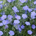 PERENNIAL FLAX - BLUE - LINUM PERENNE - 1500 HIGH QUALITY FLOWER SEEDS /127F