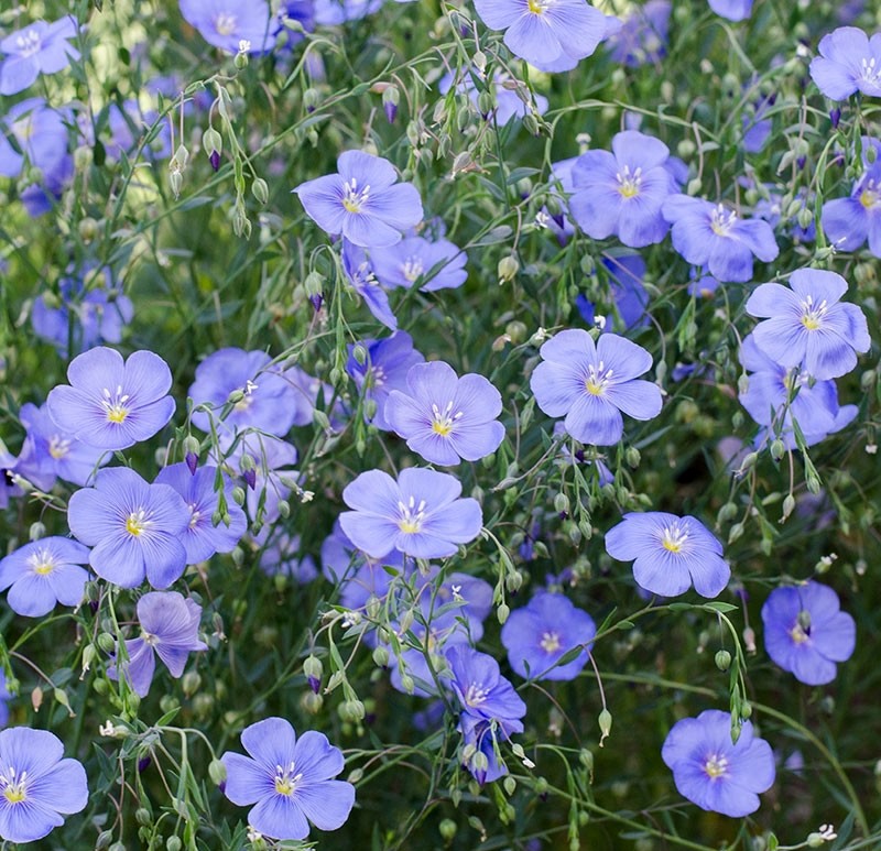 PERENNIAL FLAX - BLUE - LINUM PERENNE - 1500 HIGH QUALITY FLOWER SEEDS /127F