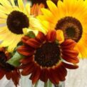 SUNFLOWERS - FORMULA MIXED - RED LEMON GOLD - 80, 160 PACK OF HIGH QUALITY FLOWER SEEDS