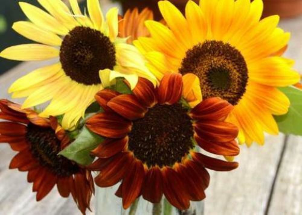 SUNFLOWERS - FORMULA MIXED - RED LEMON GOLD - 80, 160 PACK OF HIGH QUALITY FLOWER SEEDS